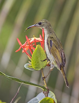 Príncipe sunbird (Anabathmis hartlaubii) female