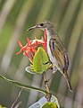 * Nomination Príncipe sunbird (Anabathmis hartlaubii) female --Charlesjsharp 17:12, 14 November 2021 (UTC) * Promotion  Support Good quality. --Poco a poco 18:01, 14 November 2021 (UTC)