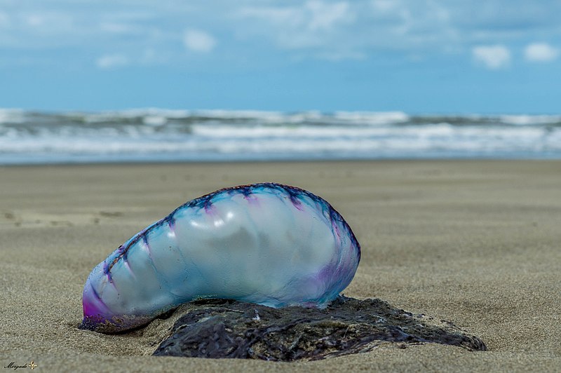 File:Praia do Mar Grosso - São José do Norte - 2.jpg