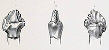 Illustration of a fossilized tooth in multiple views of the Early Cretaceous armored dinosaur Priconodon Priconodon.jpg