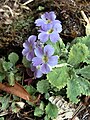 Primula nana, Annapurna nasjonalpark i Nepal