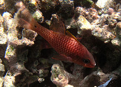 Un poisson-cardinal Pristiapogon kallopterus