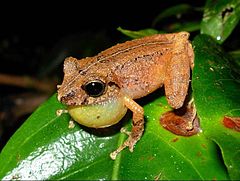 Description de l'image Pristimantis boulengeri.jpg.