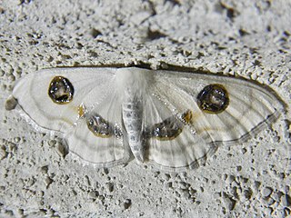 <i>Problepsis superans</i> Species of moth