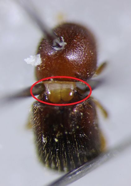 File:Pronotal mycangium from ambrosia beetle.jpg