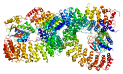 Протеин PPP2R5C PDB 2iae.png