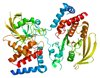 PTPRG protein-coding gene in the species Homo sapiens