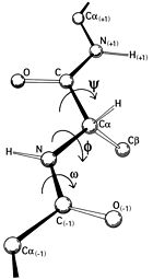 https://upload.wikimedia.org/wikipedia/commons/thumb/c/c0/Protein_backbone_PhiPsiOmega_drawing.jpg/140px-Protein_backbone_PhiPsiOmega_drawing.jpg