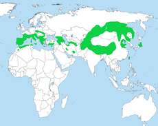 Distribution of Prunella collaris Prunella collaris dist.png