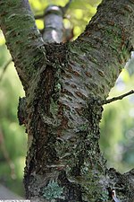 Thumbnail for File:Prunus serrulata Kwanzan 8zz.jpg