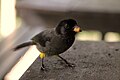Yellow-thighed finch Tohi à cuisses jaunes