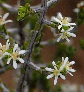 <i>Pseudanthus ovalifolius</i> Species of shrub