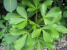 Pseudopanax-lessonii-004.jpg