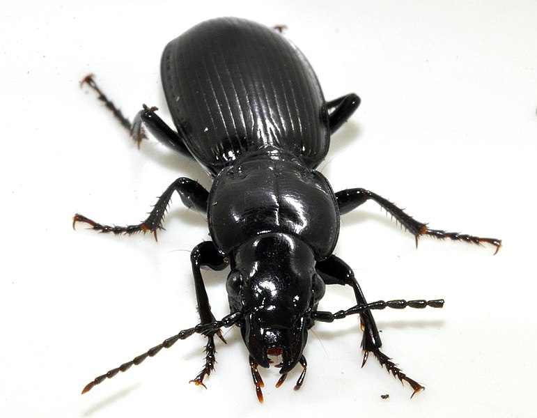 File:Pterostichus-madidus-06-fws.jpg