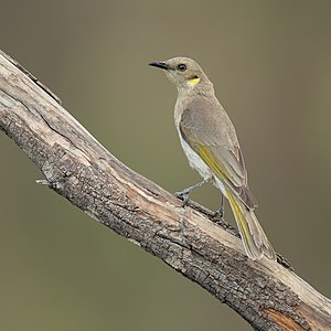 Ptilotula fusca (Fuscous Honeyeater)