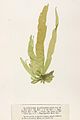 Punctaria plantaginea, planche de l'herbier des frères Crouan (Pierre-Louis et Hippolyte-Marie).
