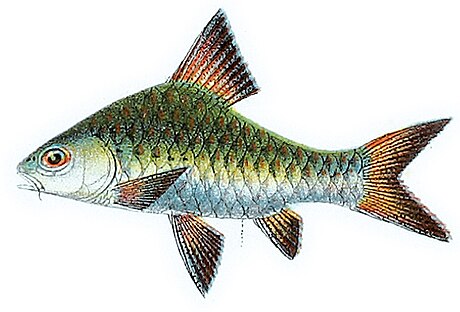 Puntius oligolepis