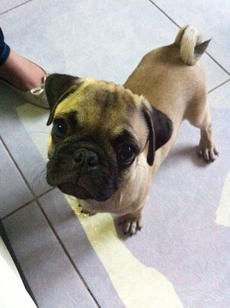 File:Puppy Pug.jpg