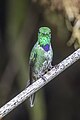 * Nomination Purple-bibbed whitetip (Urosticte benjamini) male --Charlesjsharp 08:29, 23 September 2023 (UTC) * Promotion  Support Good quality. --Poco a poco 09:09, 23 September 2023 (UTC)