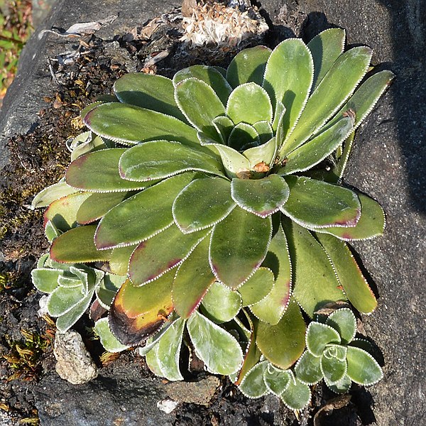 File:Pyramidal Saxifrage (Saxifraga cotyledon) - Eidfjord, Norway 2021-07-24 (03).jpg