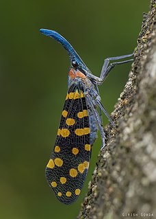 <i>Pyrops delessertii</i> Species of true bug