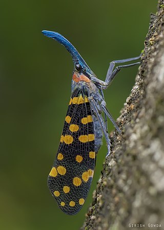 <i>Pyrops delessertii</i> Species of true bug