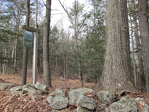 Quinebaug Woods, Holland MA.jpg