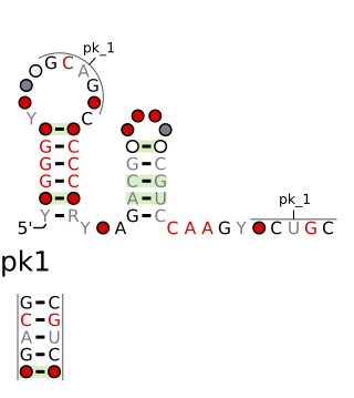 <i>chrB</i> RNA motif