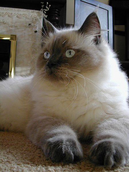 File:Ragdoll Blue Colourpoint.jpg