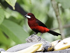 Descrizione dell'immagine Ramphocelus melanogaster - Tanager dal ventre nero 2.jpg.