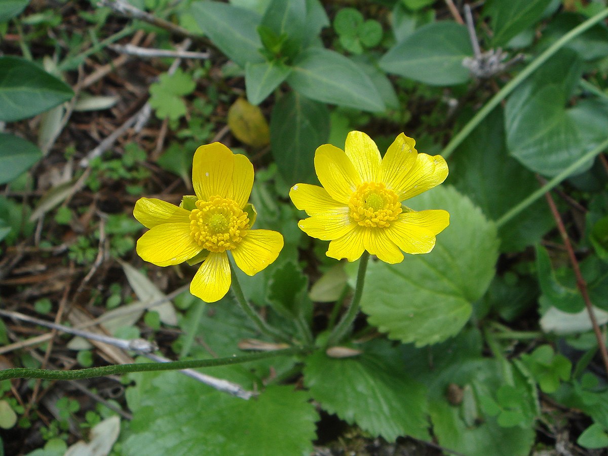 Ranunculus Bullatus Wikipedia