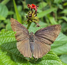 Dorsal view (female)