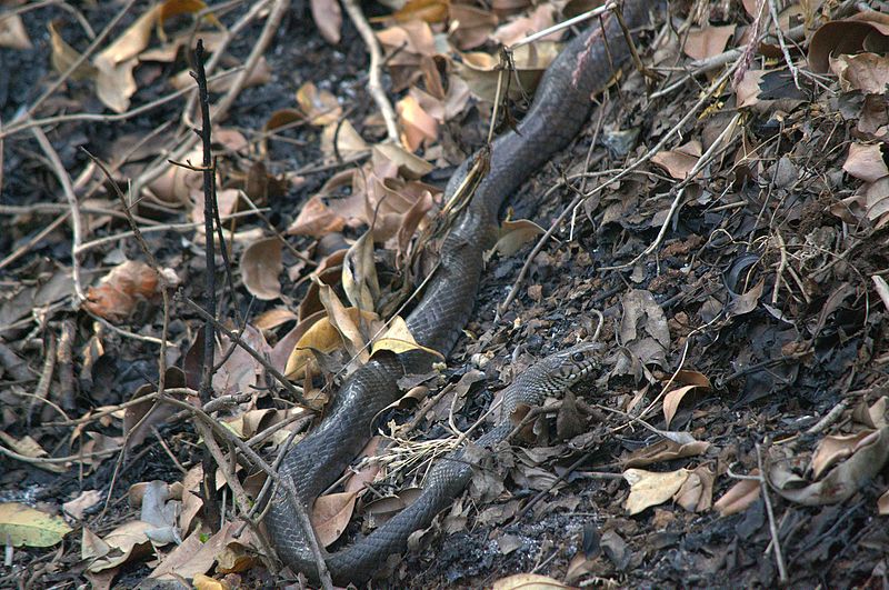 File:Rat snake.jpg