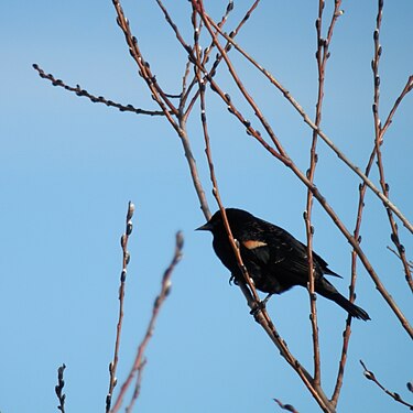 Red-winged Blackbird (Agelaius phoeniceus), Male