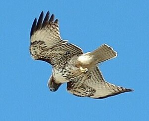 jamajka buteo (buteo jamaicensis)