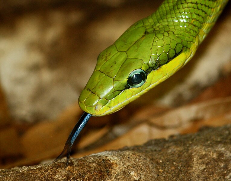 File:Red Tailed Green Ratsnake 036.jpg