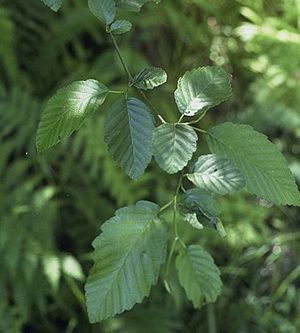 Red alder leaves.jpg