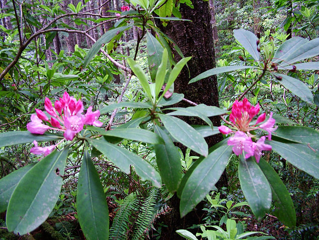 File:Redw_rhododendron_20061030191827.jpg