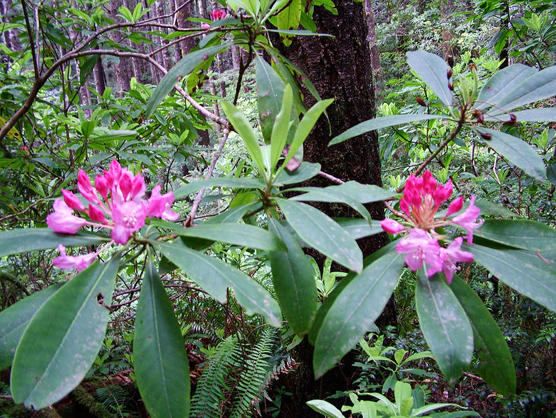 File:Redw rhododendron 20061030191827.jpg