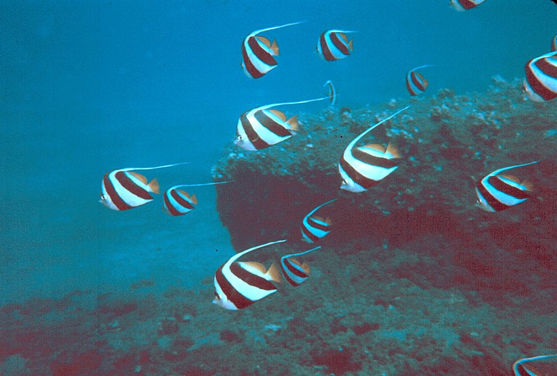 File:Reef0097.jpg