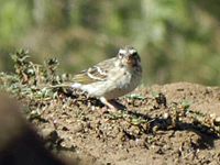 Seedeater, Reichenow's Serinus reichenowi