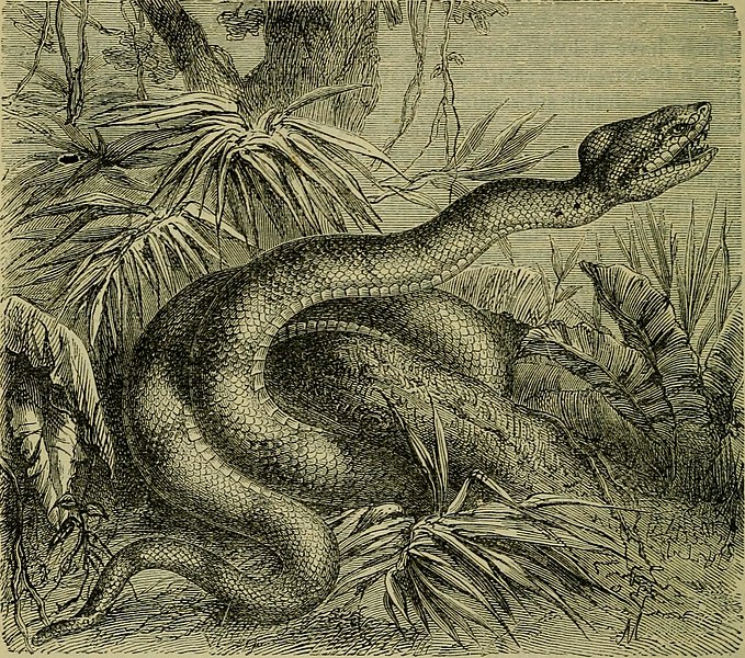 File:Reptiles and birds - a popular account of their various orders, with a description of the habits and economy of the most interesting (1883) (14565656808).jpg