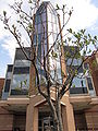 * Nomination Exterior shot of Resurrection Catholic Secondary School in Kitchener, ON. Tabercil 01:15, 4 May 2009 (UTC) * Decline Sorry, no. Distracting tree in the foreground, overexposed sky and bad perspective --Berthold Werner 08:46, 4 May 2009 (UTC)