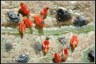 Panchaetothripinae Subfamily of thrips