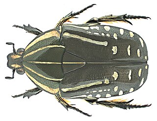 <i>Rhabdotis sobrina</i> Species of beetle