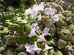 Rododendron ciliatum (Ericaceae) plant.jpg