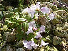 Rhododendron ciliatum (Ericaceae) plant.jpg