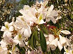 Rhododendron latoucheae var. amamiense 2.JPG
