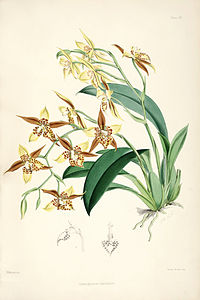 plate 20 Odontoglossum maculatum Rhynchostele maculata