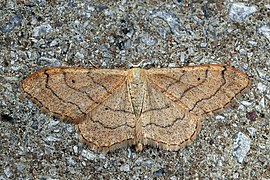 Idaea aversata (Riband wave) ab. remutata, dorsal side